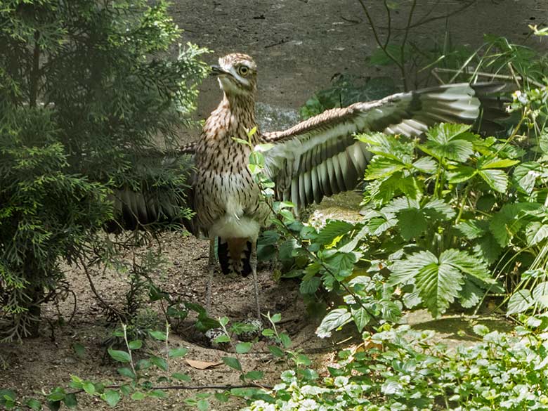 Kaptriel-Weibchen mit zwei Eiern im Bodennest am 25. Mai 2020 in einer Außenvoliere am Vogel-Haus im Zoologischen Garten Wuppertal