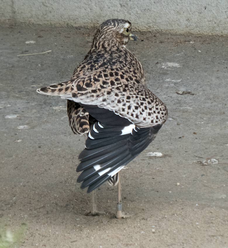 Kaptriel-Männchen am 3. Juni 2020 in einer Außenvoliere am Vogel-Haus im Grünen Zoo Wuppertal