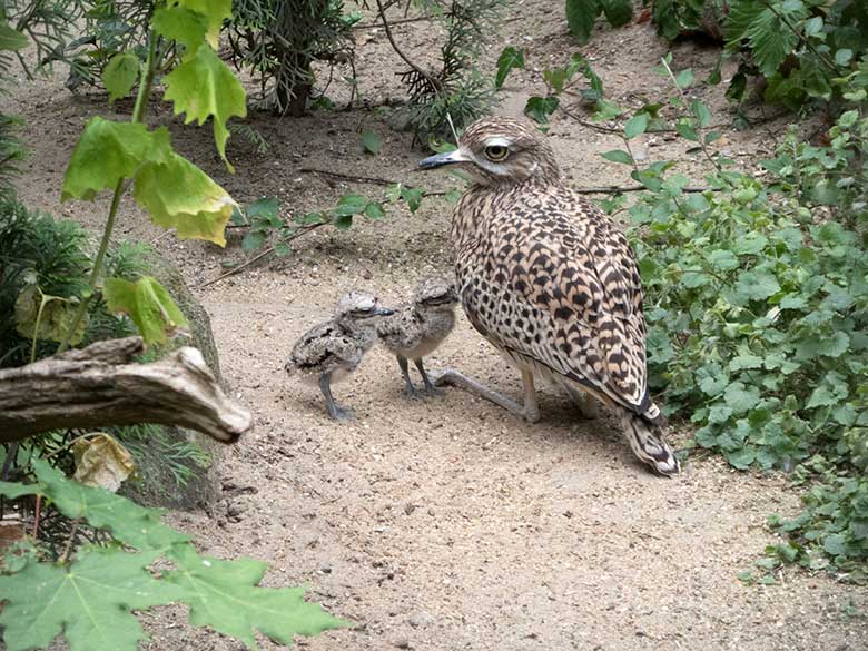 Kaptriel-Weibchen mit zwei Kaptriel-Küken am 3. Juni 2020 in einer Außenvoliere am Vogel-Haus im Zoo Wuppertal