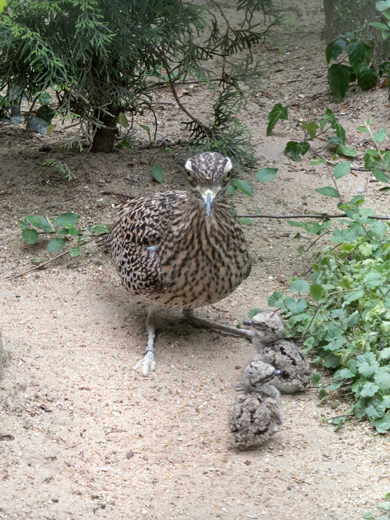 Kaptriel-Weibchen mit zwei Kaptriel-Küken am 3. Juni 2020 in einer Außenvoliere am Vogel-Haus im Zoologischen Garten der Stadt Wuppertal