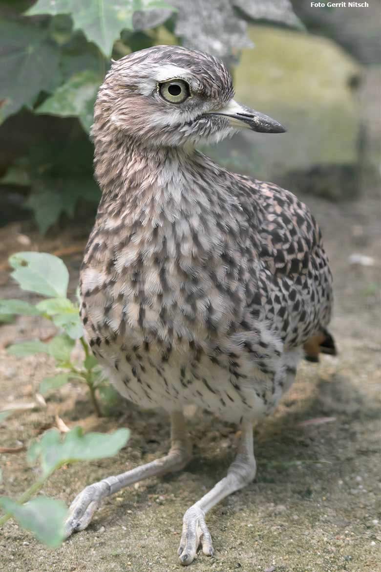 Kaptriel am 11. August 2020 in einer Außenvoliere am Vogel-Haus im Grünen Zoo Wuppertal (Foto Gerrit Nitsch)