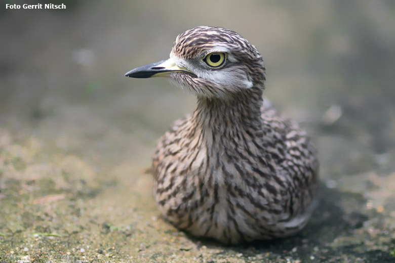 Kaptriel am 11. August 2020 in einer Außenvoliere am Vogel-Haus im Wuppertaler Zoo (Foto Gerrit Nitsch)