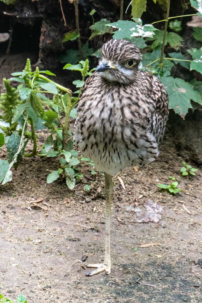 Kaptriel auf einem Bein am 27. September 2020 in einer Außenvoliere am Vogel-Haus im Grünen Zoo Wuppertal