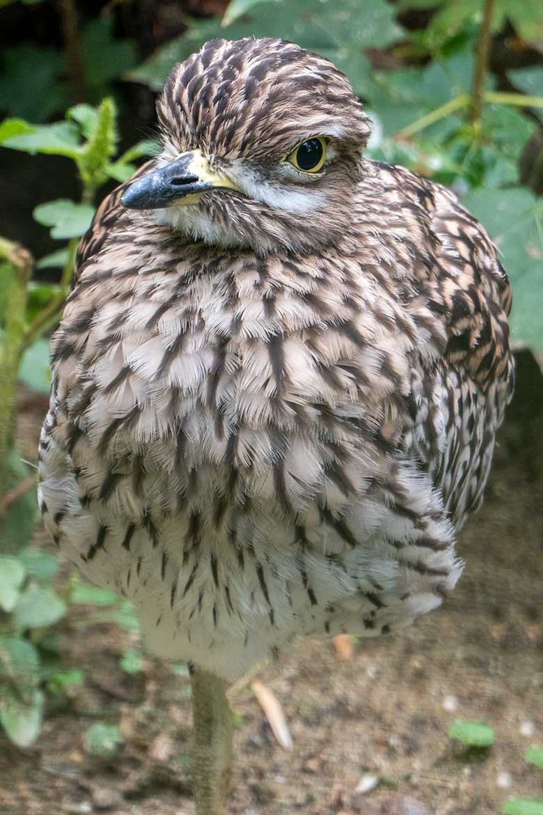 Kaptriel auf einem Bein am 27. September 2020 in einer Außenvoliere am Vogel-Haus im Wuppertaler Zoo