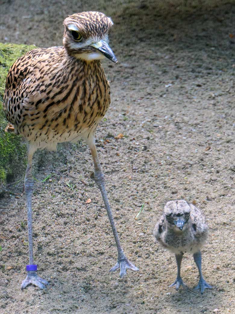 Kaptriel mit Jungtier am 31. Mai 2021 in der rechten Außenvoliere am Vogel-Haus im Zoologischen Garten Wuppertal