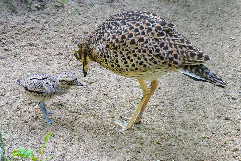 Kaptriel mit Jungtier am 31. Mai 2021 in der rechten Außenvoliere am Vogel-Haus im Wuppertaler Zoo