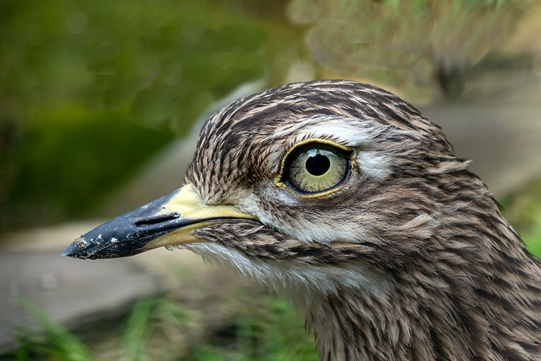 Kaptriel am 4. Juni 2021 in der rechten Außenvoliere am Vogel-Haus im Wuppertaler Zoo