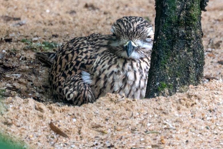 Brütender Kaptriel am 8. August 2021 in der rechten Außenvoliere am Vogel-Haus im Grünen Zoo Wuppertal