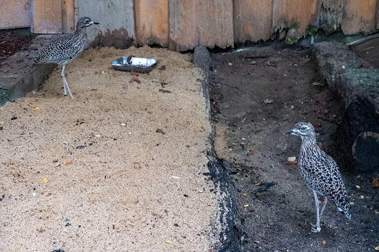 Kaptriele am 15. September 2021 in der ehemaligen Madagaskar-Voliere im Wuppertaler Zoo