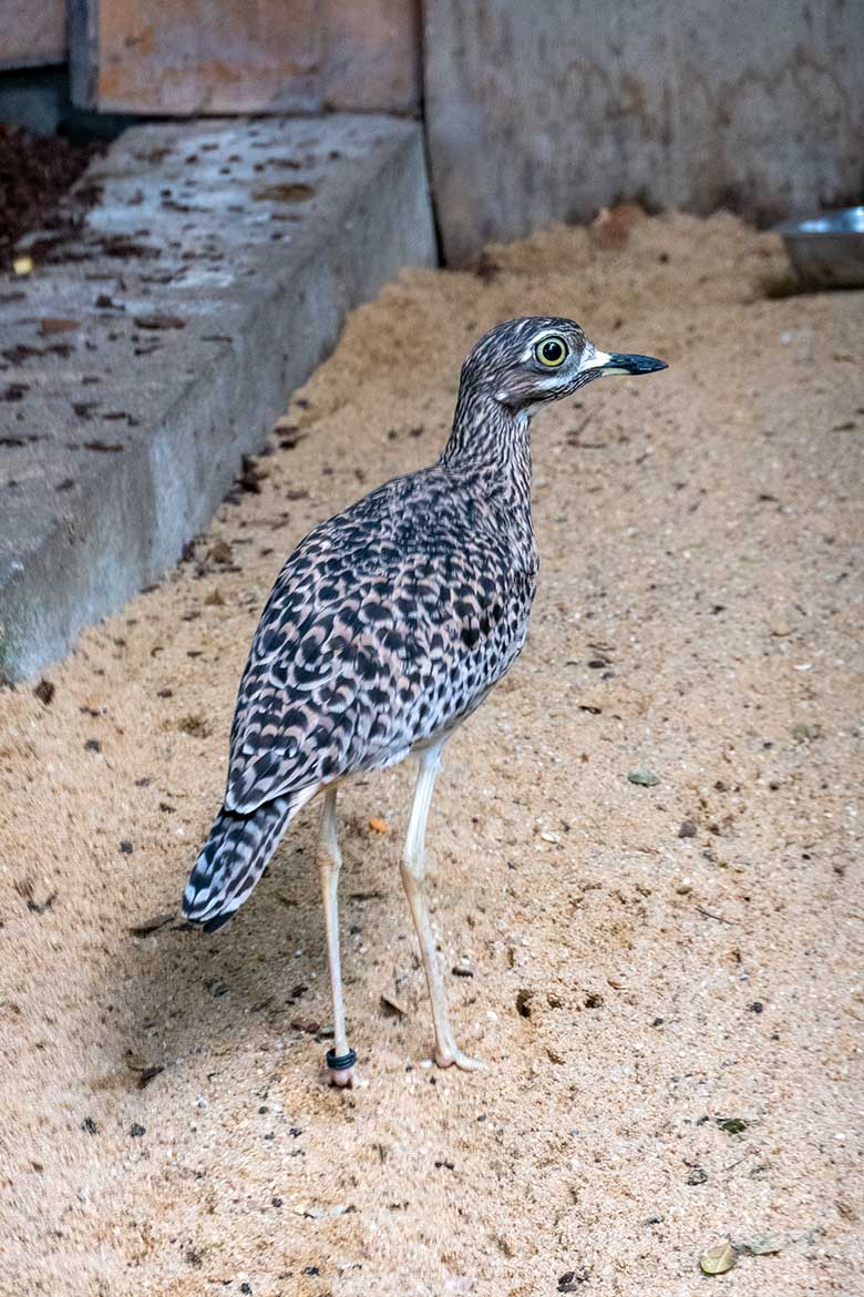 Kaptriel am 16. September 2021 in der ehemaligen Madagaskar-Voliere im Grünen Zoo Wuppertal