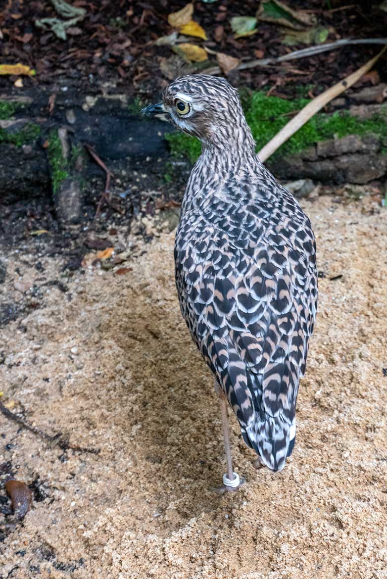 Kaptriel am 16. September 2021 in der ehemaligen Madagaskar-Voliere im Zoo Wuppertal