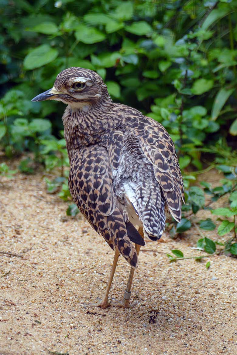 Kaptriel am 23. Mai 2022 in der rechten Außenvoliere am Vogel-Haus im Grünen Zoo Wuppertal