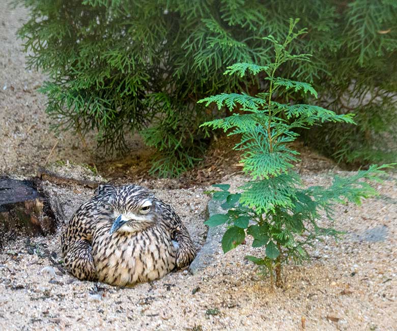 Brütender weiblicher Kaptriel am 6. September 2022 auf dem Boden-Nest in der rechten Außenvoliere am Vogel-Haus im Grünen Zoo Wuppertal