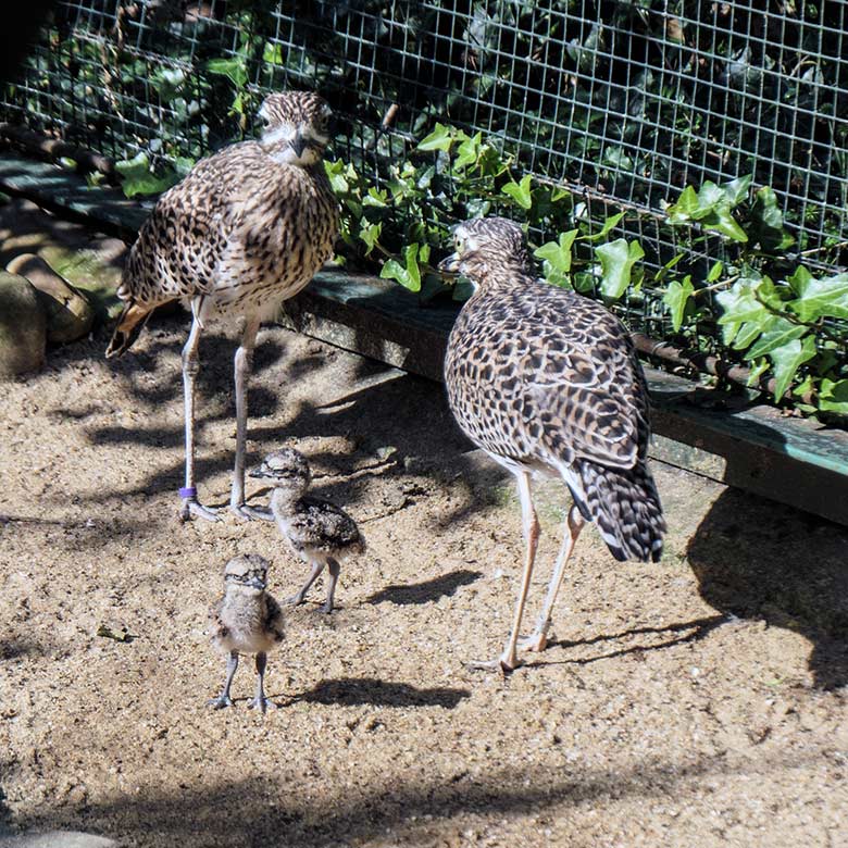 Kaptriel-Zuchtpaar mit zwei Kaptriel-Küken am 13. September 2022 in der rechten Außenvoliere am Vogel-Haus im Zoologischen Garten Wuppertal