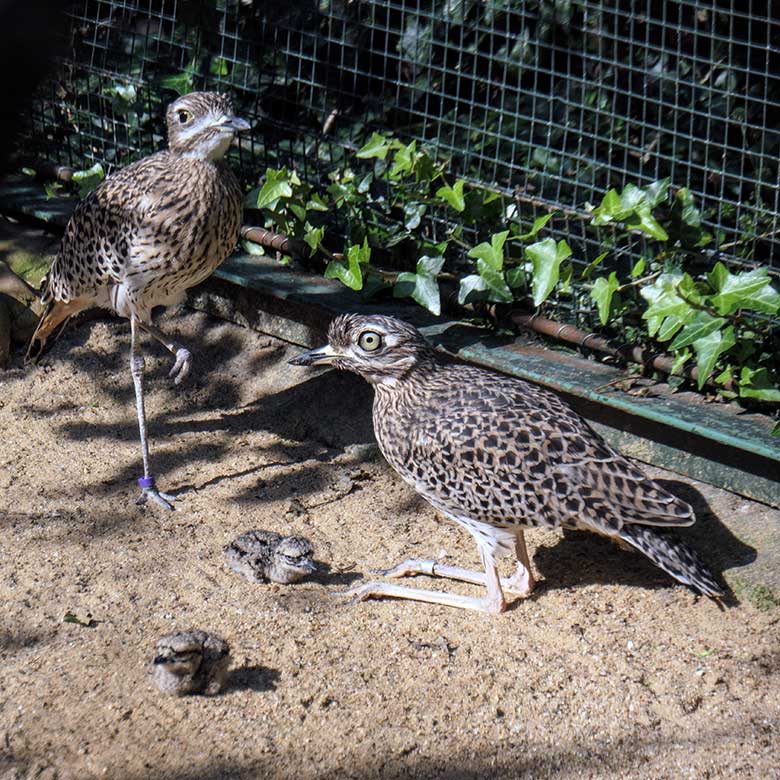 Kaptriel-Zuchtpaar mit zwei Kaptriel-Küken am 13. September 2022 in der rechten Außenvoliere am Vogel-Haus im Grünen Zoo Wuppertal