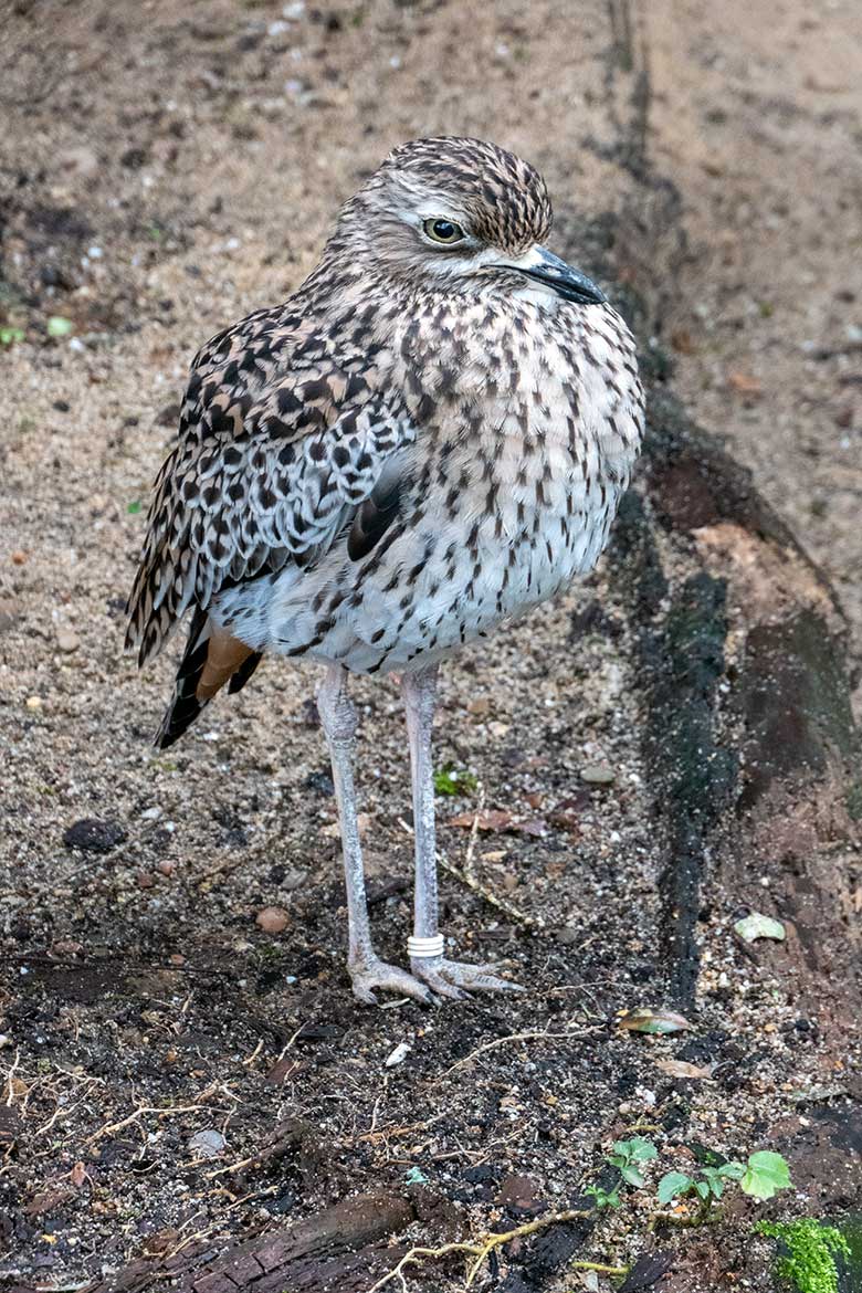 Kaptriel am 4. Februar 2023 in der ehemaligen Madagaskar-Voliere im Wuppertaler Zoo