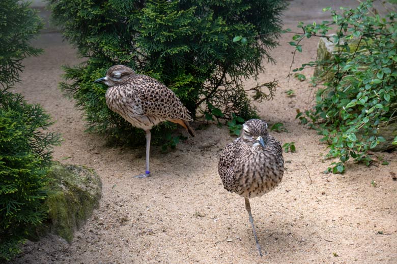 Kaptriel-Zucht-Paar am 5. Mai 2023 in der rechten Außenvoliere am Vogel-Haus im Grünen Zoo Wuppertal