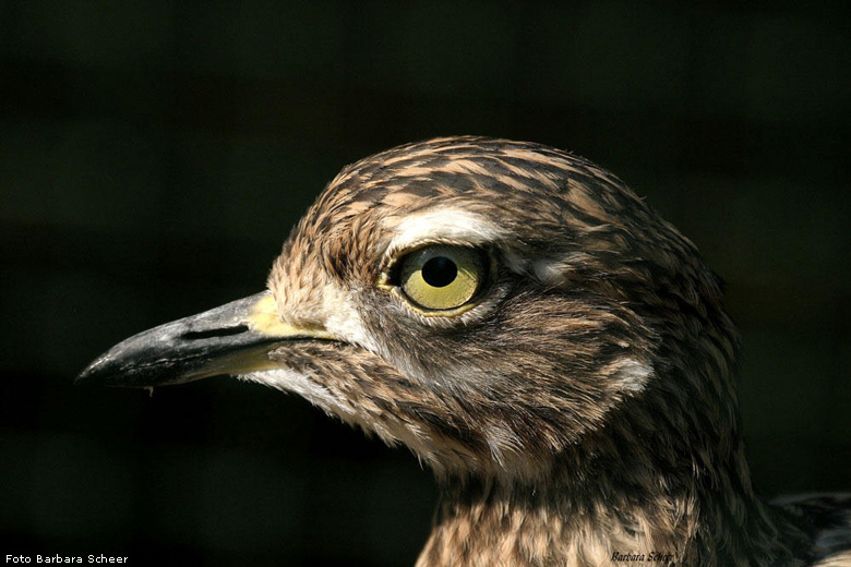 Kaptriel im Wuppertaler Zoo (Foto Barbara Scheer)