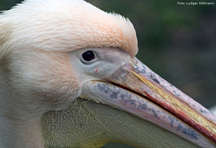 Rosapelikan im Wuppertaler Zoo im November 2007 (Foto Ludger Hillmann)