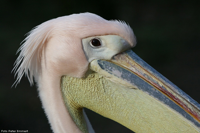 Rosapelikan im Zoo Wuppertal im Januar 2008 (Foto Peter Emmert)