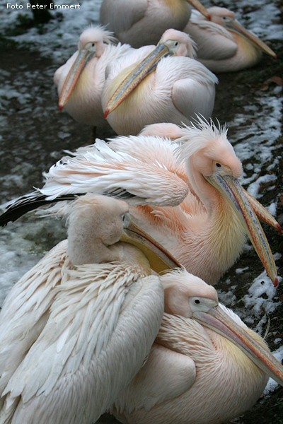 Rosapelikane im Wuppertaler Zoo im Februar 2008 (Foto Peter Emmert)