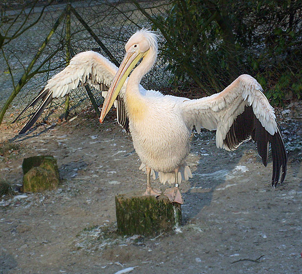 Rosapelikan im Zoo Wuppertal im Dezember 2008