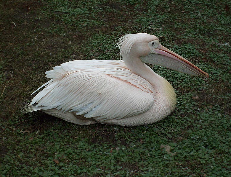 Rosapelikan im Zoologischen Garten Wuppertal im März 2009