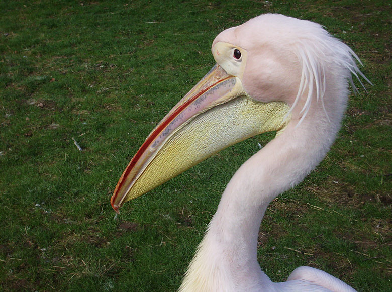 Rosapelikan im Zoo Wuppertal im April 2010