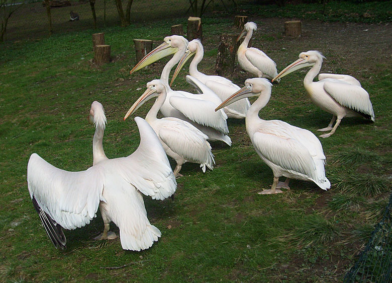 Rosapelikane im Wuppertaler Zoo im April 2010