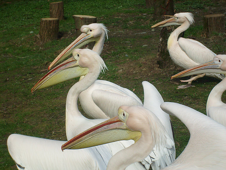 Rosapelikane im Zoologischen Garten Wuppertal im April 2010