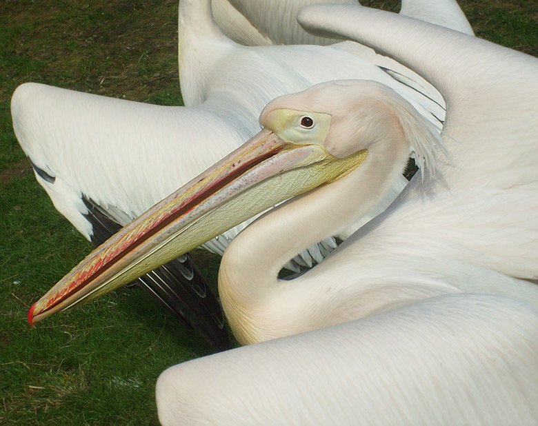 Rosapelikan im Wuppertaler Zoo im April 2010