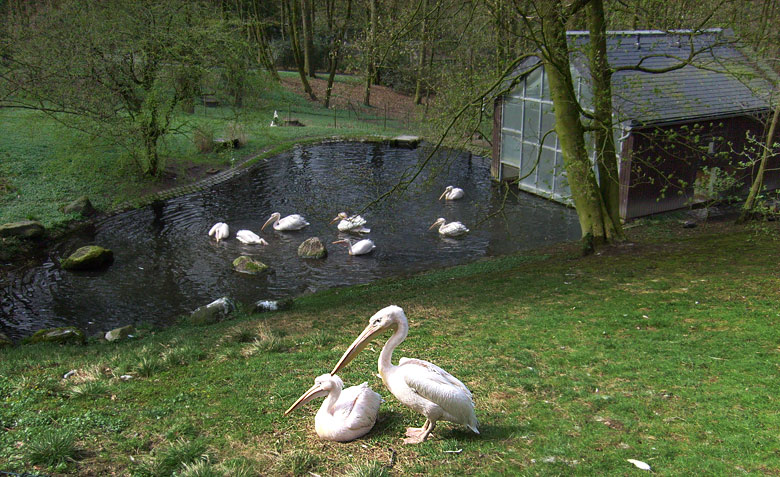 Anlage für Rosapelikane im Zoo Wuppertal im April 2010