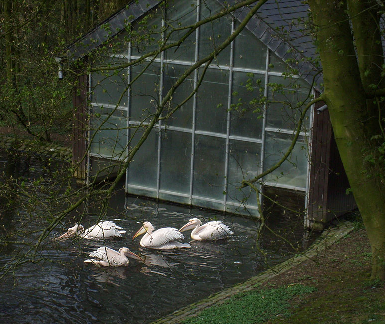 Haus für Rosapelikane im Wuppertaler Zoo im April 2010