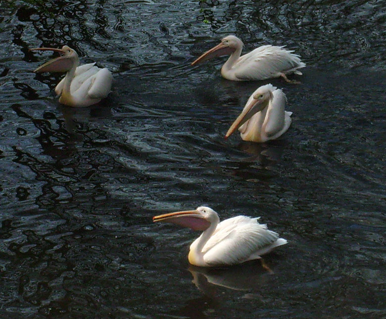 Schwimmende Rosapelikane im Zoo Wuppertal im April 2010