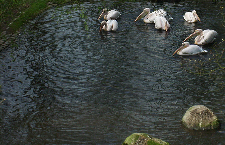 Teich für Rosapelikane im Zoologischen Garten Wuppertal im April 2010