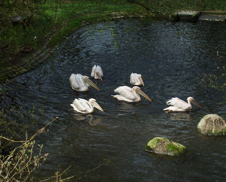 Rosapelikane auf dem Wasser im Wuppertaler Zoo im April 2010