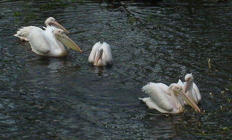 Schwimmende Rosapelikane im Zoo Wuppertal im April 2010