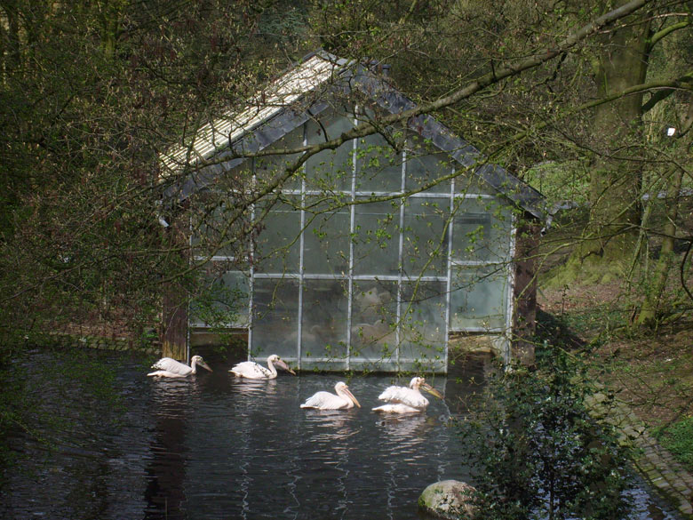 Haus für Rosapelikane im Zoologischen Garten Wuppertal im April 2010