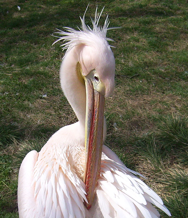 Rosapelikan im Wuppertaler Zoo am 10. April 2010