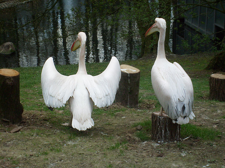 Rosapelikan im Wuppertaler Zoo am 10. April 2010