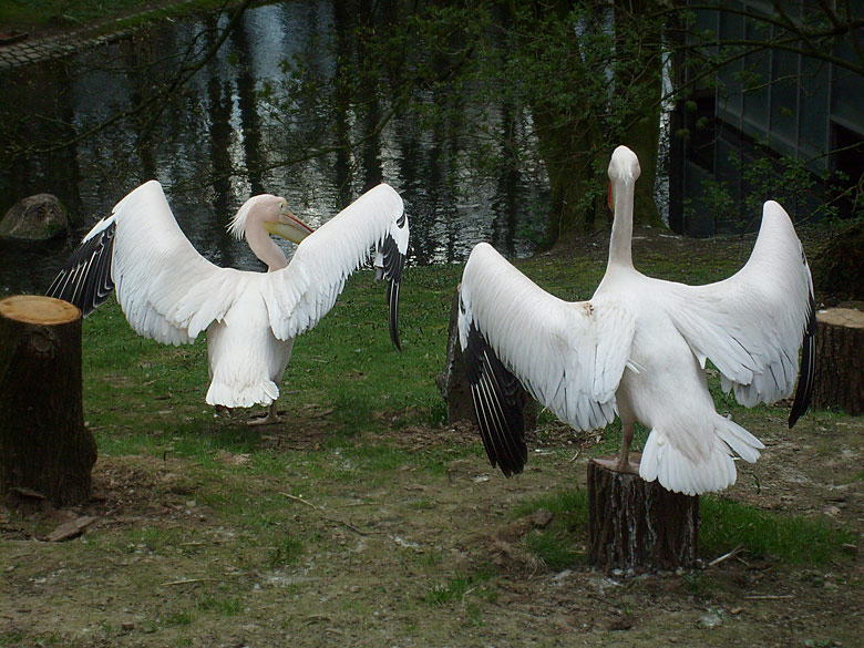 Rosapelikane im Zoologischen Garten Wuppertal am 10. April 2010