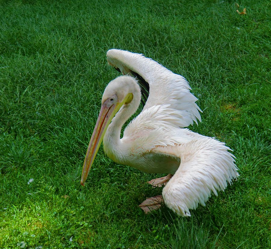 Rosapelikan im Zoo Wuppertal im Juni 2011