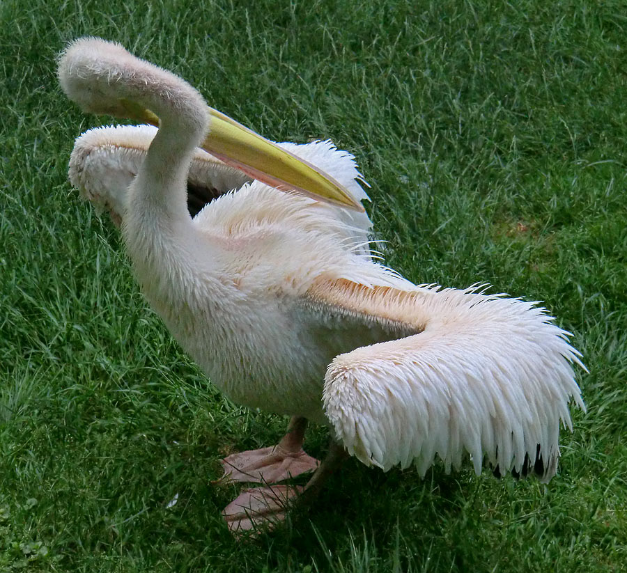 Rosapelikan im Wuppertaler Zoo im Juni 2011