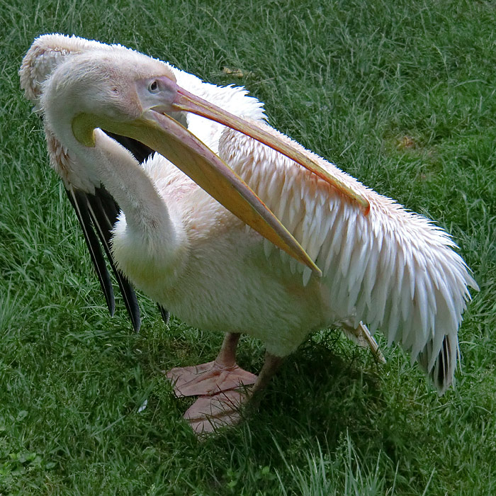 Rosapelikan im Wuppertaler Zoo im Juni 2011