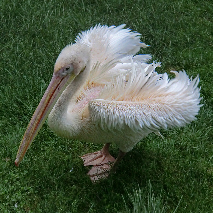 Rosapelikan im Wuppertaler Zoo im Juni 2011