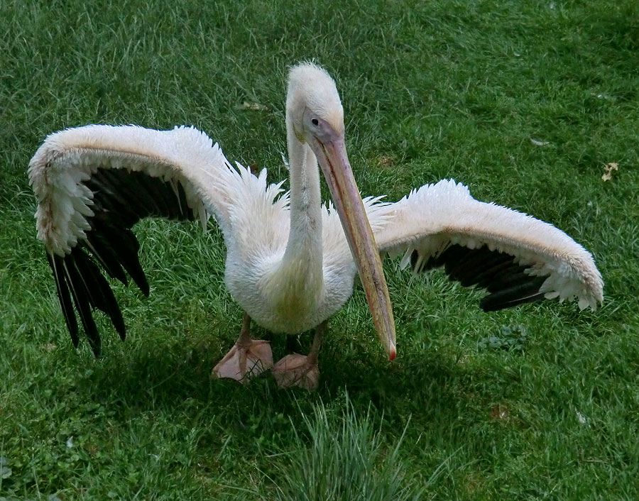 Rosapelikan im Zoo Wuppertal im Juni 2011