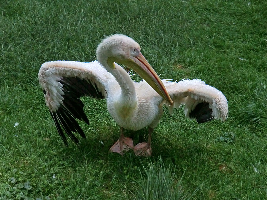 Rosapelikan im Zoologischen Garten Wuppertal im Juni 2011