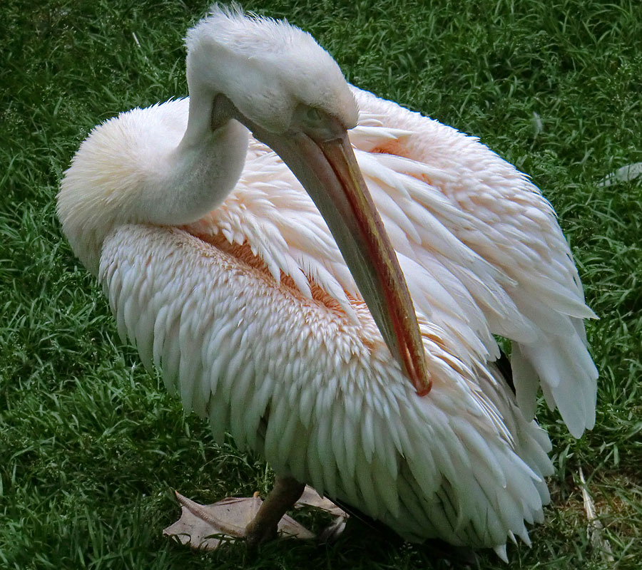 Rosapelikan im Wuppertaler Zoo im Juni 2011