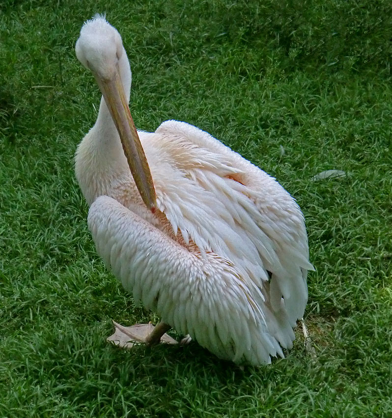 Rosapelikan im Zoo Wuppertal im Juni 2011