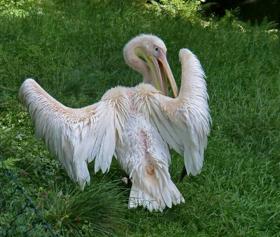 Rosapelikan im Zoologischen Garten Wuppertal im Juni 2011